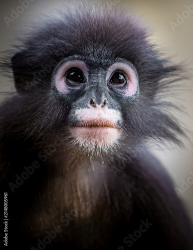 Sticker Dusky leaf monkey observing with innocent eyes