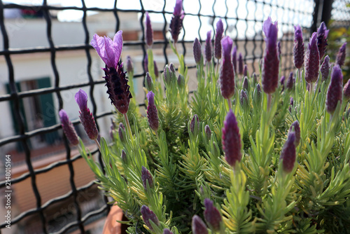 Pianta aromatica di lavanda selvatica in vaso con caratteristiche infiorescenze viola a ciuffo coltivata sul balcone di casa in una fioriera rettangolare
