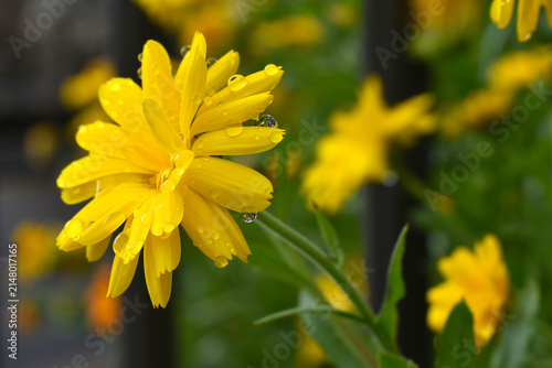 A yellow calendula flower with water droplets after the rain, with other flowers in the background