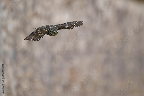 tagaktiver Steinkauz im Flug // A diurnal little owl in flight (Athene noctua) - Extremadura, Spanien