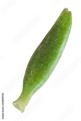 Succulent leaf isolated