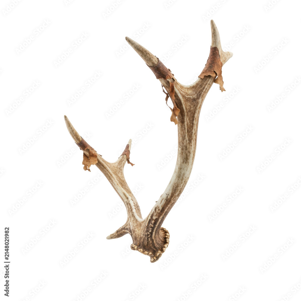 Fototapeta premium Natural Deer Antler with Peeling Velvet Skin