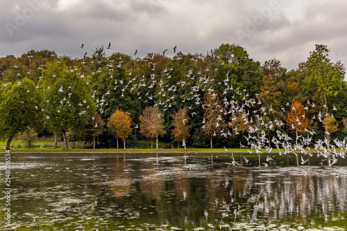 Seagulls takes off above the lake