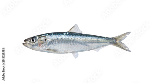 Принти на полотні Fresh Raw Sardine Fish Isolated Cutout, Silver Small Sea Seafood Element, Transp