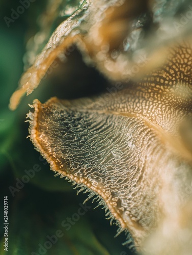 Extreme close-up of fuzzy plant structures with intricate patterns and fine hairs. AI.