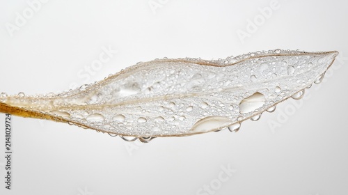 A delicate leaf covered in numerous small water droplets against a bright white background. AI.