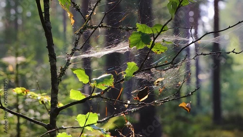 Young birch tree with green leaves and a dew covered spiderweb in a sunlight in the forest near Vilniemi, Hamina, Finland. Soft focus