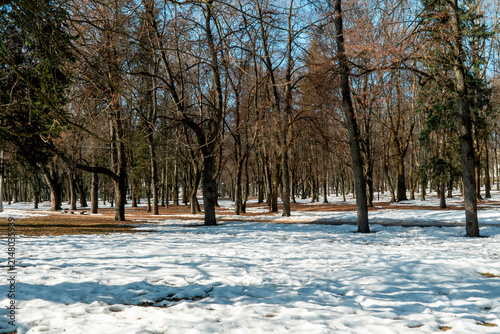 Trees stand in a forest with snow covering the ground in early spring, showing a blend of nature and the end of winter