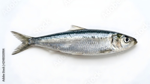 Obraz w ramie Whole Fresh Sardine Fish Isolated on White Background