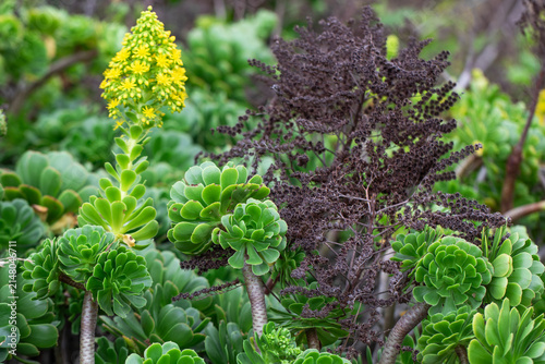 Flowering green aeonium succulent with fresh and dried flower stems