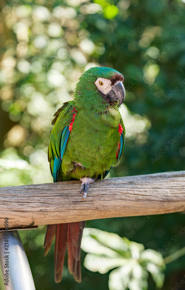 Obraz premium Chestnut-fronted Macaw Perched Against Soft Tropical Forest Bokeh