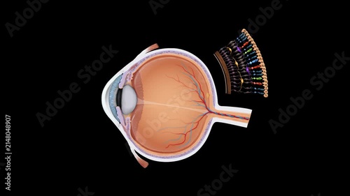 Human Eye Anatomy and Retina Light Path Animation Showing Vision Process, Photoreceptors and Retinal Cell Layers in 3D