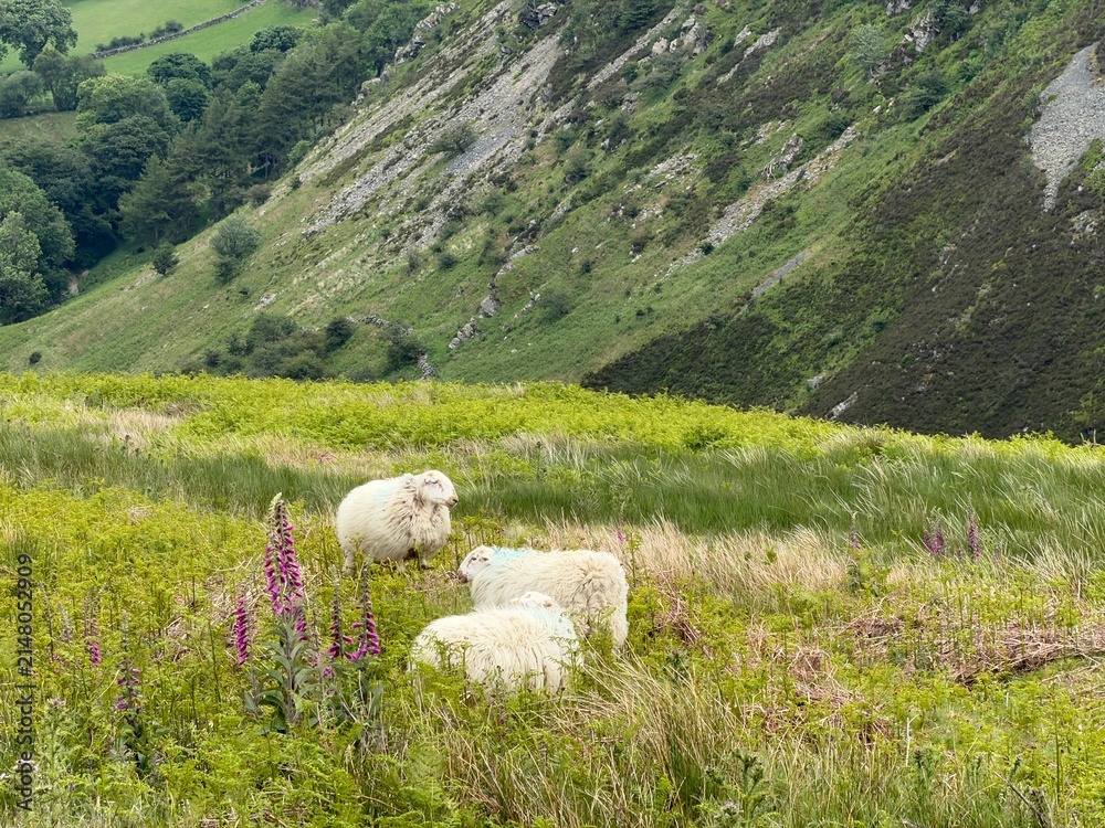 Fototapeta premium White Sheep Grazing in a Lush Green Mountain Meadow