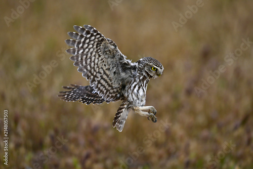 A diurnal little owl in flight // tagaktiver Steinkauz im Flug (Athene noctua) - Extremadura, Spain