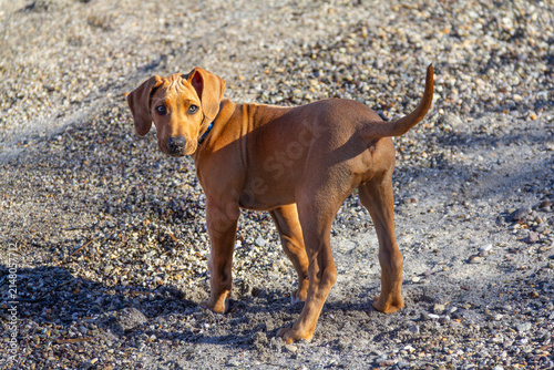 Purebred 12-week-old Rhodesian Ridgeback puppy turning head to look back. Sand on his nose. On pumice beach at Lake Taupō, New Zealand. Transitioning steel-blue eyes due to developing melanin pigment.