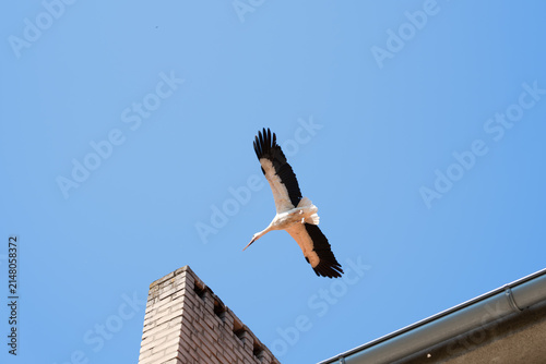 Stork with outstretched wings