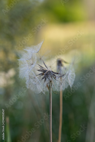 Foto Delicate dandelion seed head glowing in warm evening light against a soft green background