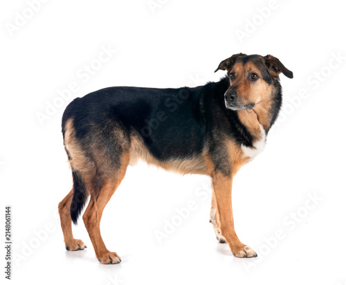 german shepherd mix breed
