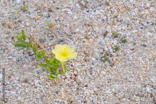Bild auf Leinwand Yellow wildflower growing in sand with shell fragments