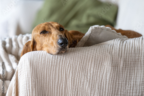Dog - segugio italiano a pelo raso- chilling on a sofa