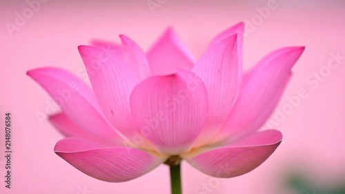 Close up of vibrant pink lotus flower blooming against soft background