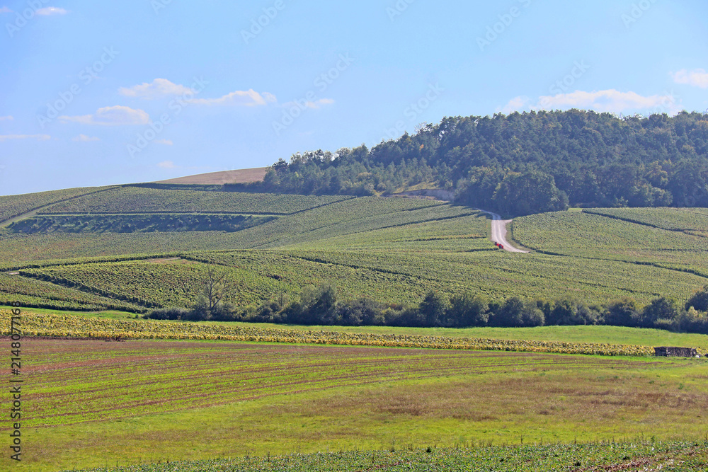 Fototapeta premium une colline de vignes avant la vendange