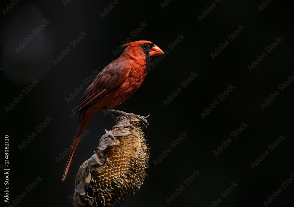 Fototapeta premium red cardinal on sunflower