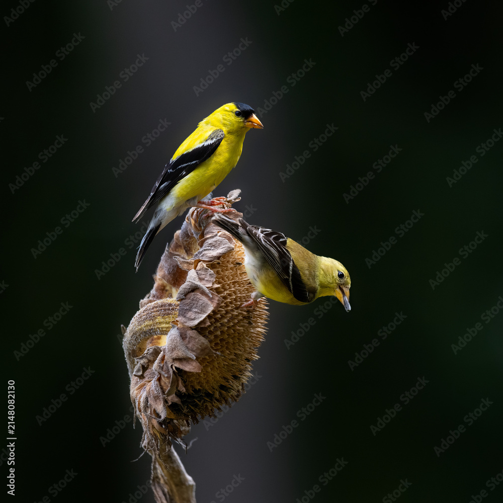 Fototapeta premium male and female goldfinches on sunflower