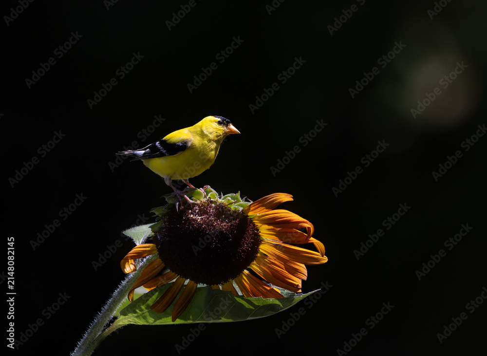 Fototapeta premium goldfinch on sunflower