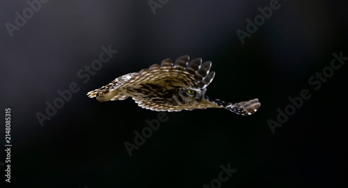 Steinkauz im Flug // Little owl in flight (Athene noctua) - Extremadura, Spanien