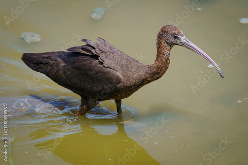 Dark aquatic bird with a long beak in the water