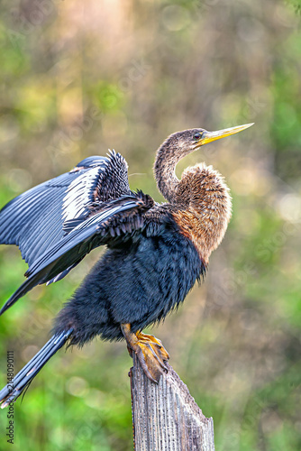 Obraz na plátne anhinga Anhinga anhinga, Herson in closeup on island of Bonaire