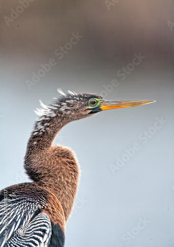 фотографія anhinga Anhinga anhinga, Herson in closeup on island of Bonaire