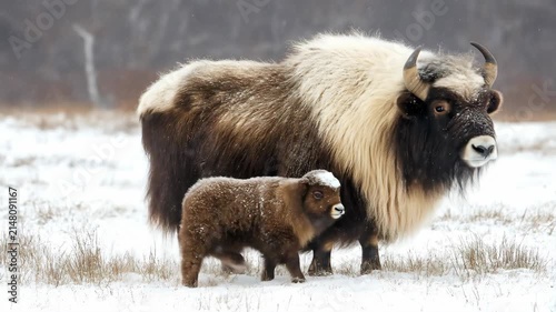 Adult muskox and calf standing in a snowy tundra landscape during the winter season.