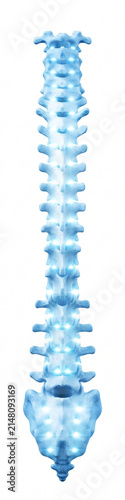 Posterior view of human spinal column and pelvis 3d model