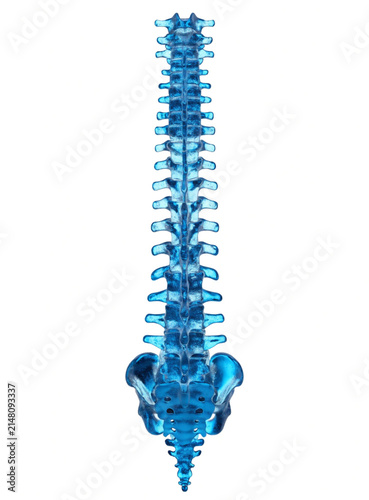 Posterior view of human spinal column and pelvis 3d model