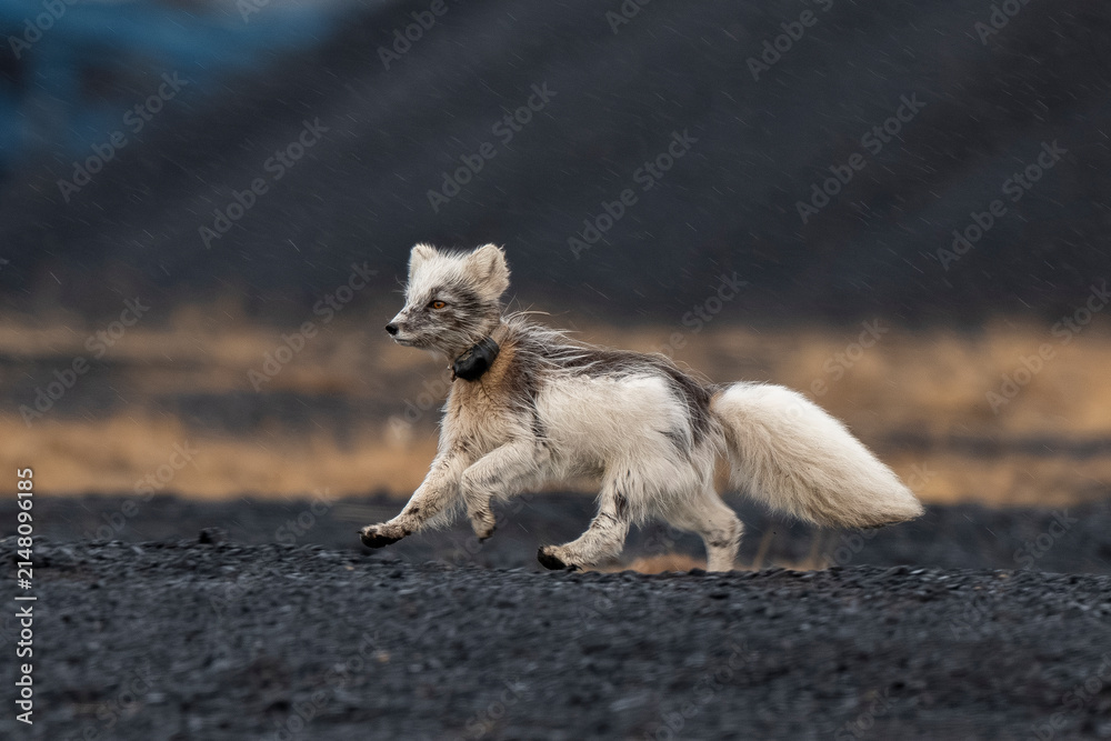 Fototapeta premium Renard polaire,
