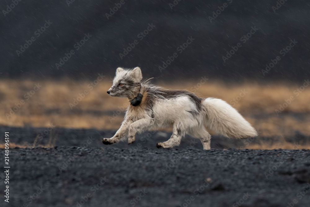 Fototapeta premium Renard polaire,