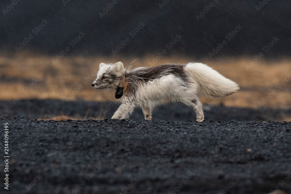 Fototapeta premium Renard polaire,