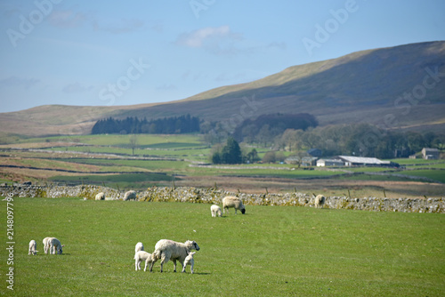 фотографія Scenery in Ribblesdale near Winterscale Beck in the Yorkshire Dales National Par