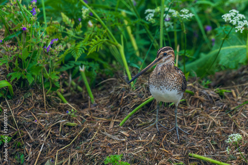 Common Snipe (Gallinago gallinago)