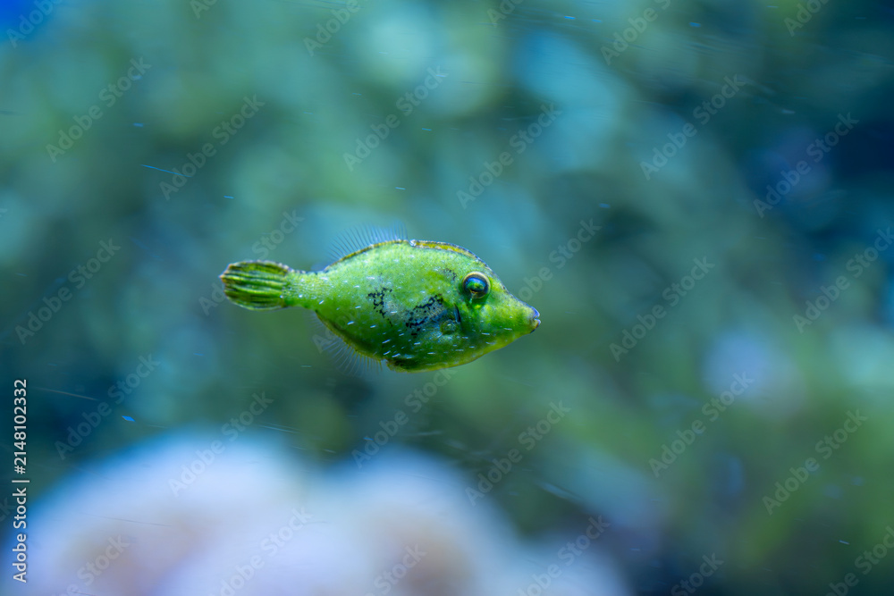 Fototapeta premium Macrophotographie d'un Poisson lime