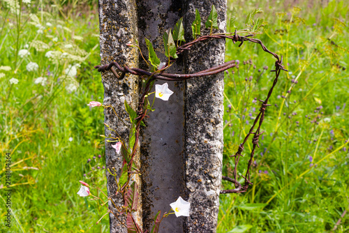 Konstfotografi Delicate field bindweed flowers gracefully entwine around rusted barbed wire on