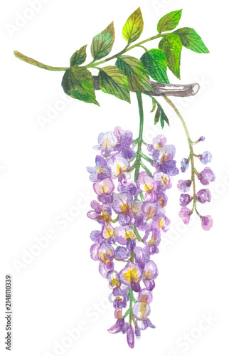 Wisteria. Watercolor hand drawing painted illustration.