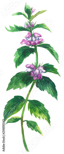 Lamium album var. barbatum. Watercolor hand drawing painted illustration.