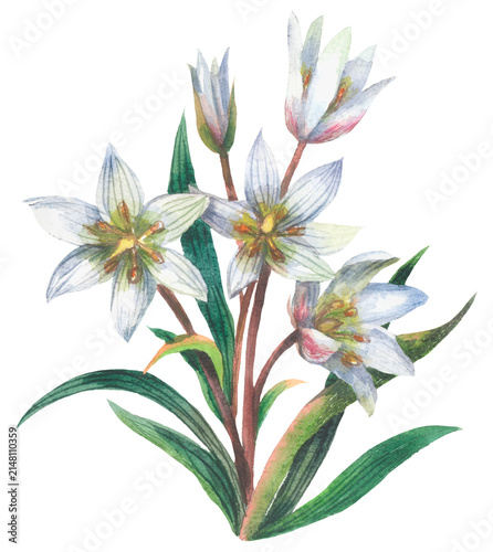 Tulipa edulis. Watercolor hand drawing painted illustration.