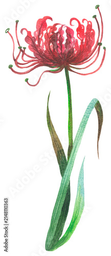 Red Spider Lily (Lycoris radiata). Watercolor hand drawing painted illustration. 