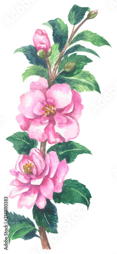 Sasanqua. Watercolor hand drawing painted illustration.