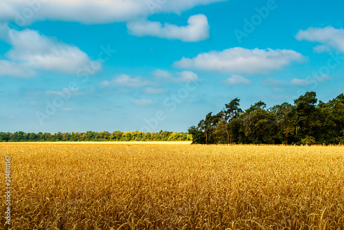Fotografía Blick über das Weizen Feld.