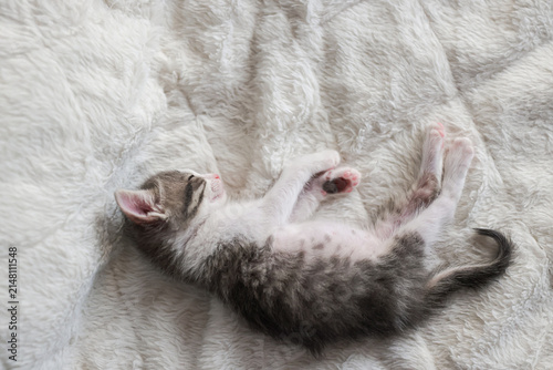 Cute tabby short hair kitten. kittens sleep on a bed . Top down view web banner. adorable cats. Postcard concept